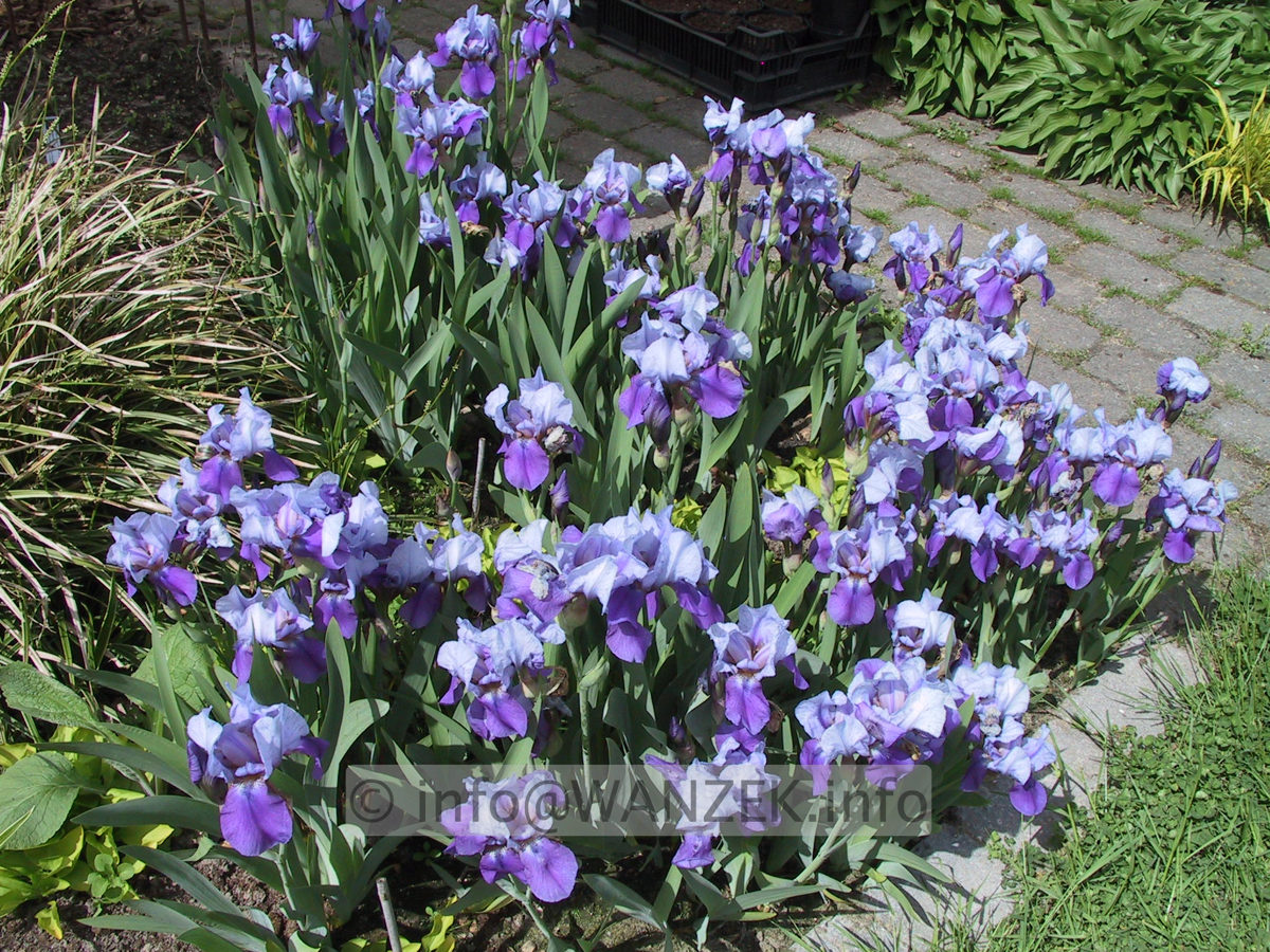 Iris barbata nana Dark Sky 01.JPG